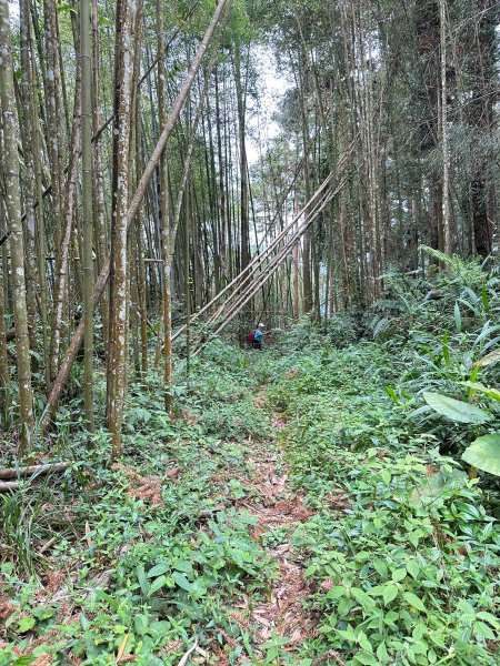 奮太、奮瑞古道上雲戴山續走幼葉林山2493011