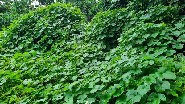 《彰化》西北雨後｜花壇大嶺巷步道群O繞202408242579760