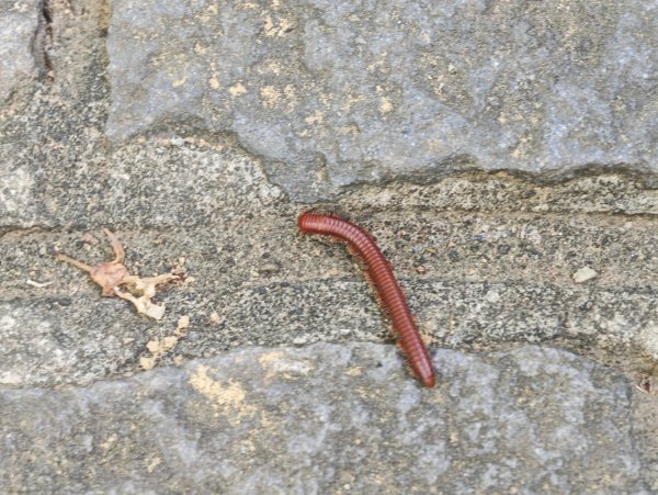 [皮皮獅動物派對-02/10] 2026_0815 仁和步道、金獅古道3112480