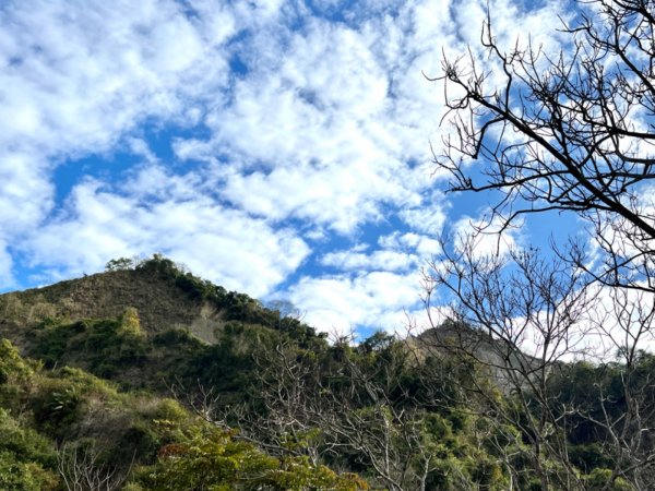 青桐林環走桐林山2018910