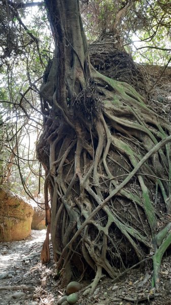 《彰化》原始峽谷｜八卦山一線天步道202502282723526