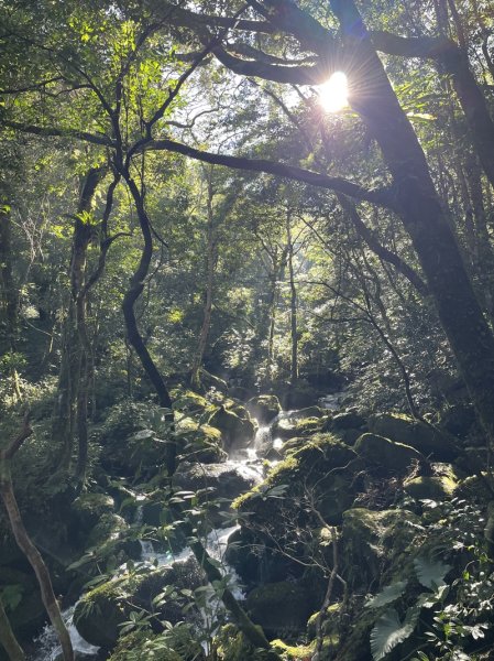 卡保逐鹿山毛欅2935503