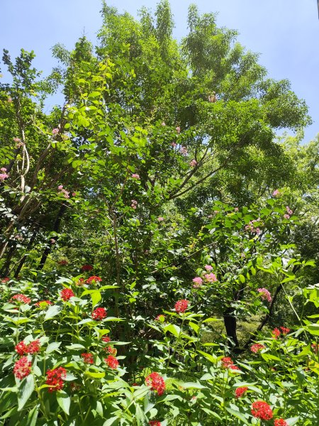 大安森林公園、港墘公園、文德三號公園【走路趣尋寶】【臺北健走趣】2549679