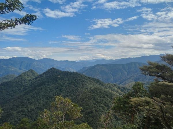 105.11.19 新竹內鳥嘴山之山毛櫸190899