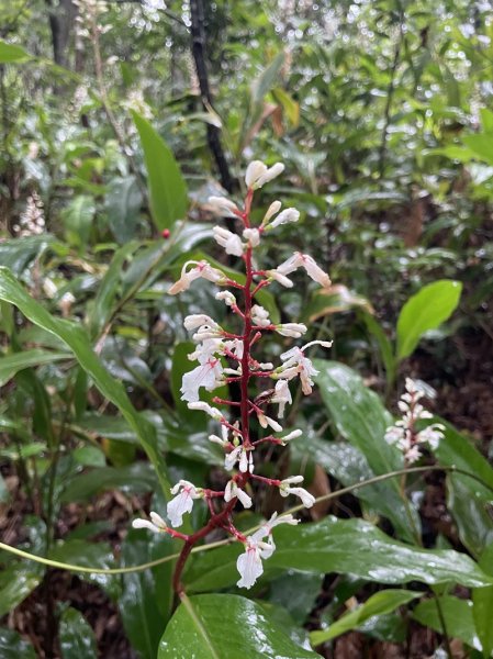 台北大縱走第四段2798720