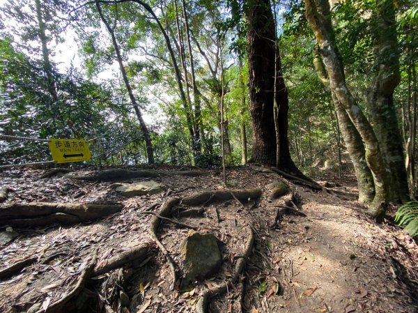 唐麻丹山-松鶴上三角點O型回松鶴2378374