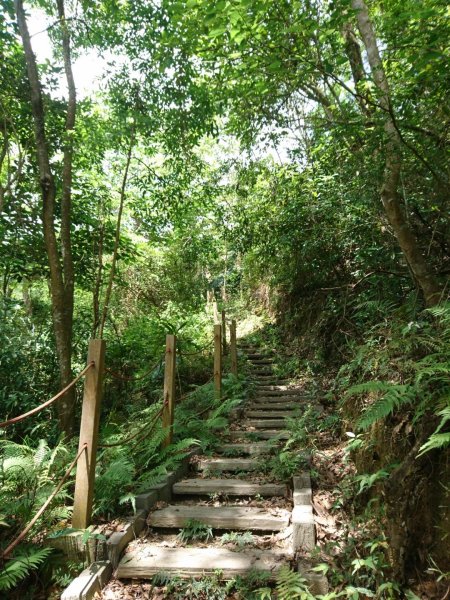 桐林花廊、北坑溪、樟樹林步道-奧山599594