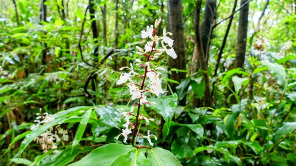 石笋古道,焿子寮古道,松子嶺古道2798319