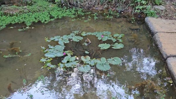 20251215林口森林步道+太平嶺海濱步道2969365