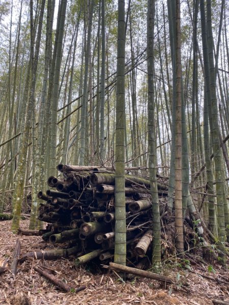 水社大山水晶蘭大爆發881609