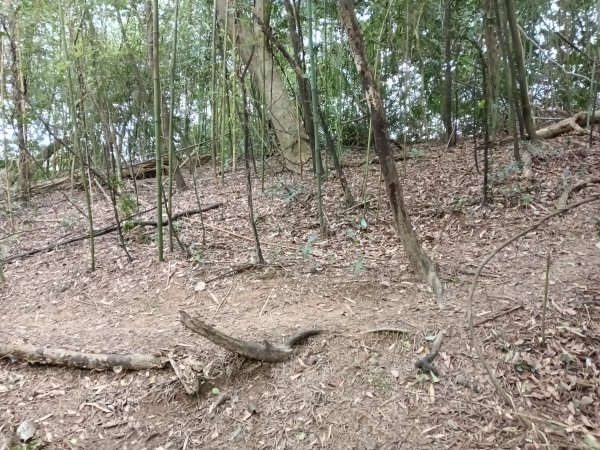 寶山鄉寶山水庫(寶山東峰+中峰+中西峰+西峰+西北峰)+尖山O型3012565