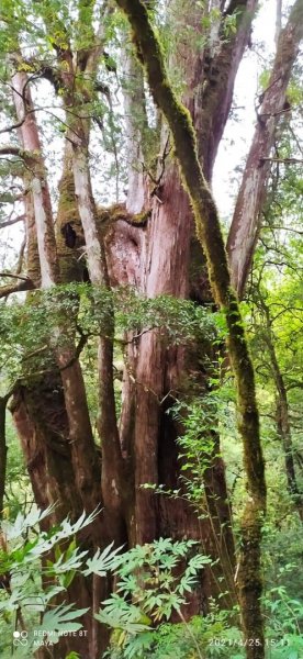 塔曼山越嶺達觀山連走拉拉山巨木群 - 神木巨木之旅1363268