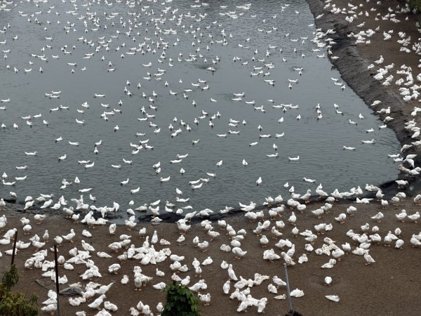 [山海圳_大圳之路_第一段] 2026_0228 茄拔天后宮_南湖口_曾文溪渡槽橋3009204