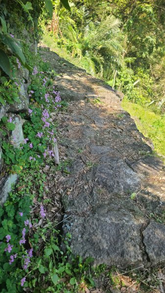 2025-0130溪和宮-大崎頭步道-鵝尾山-平溪步道-鵝尾山水田-42巷-溪山百年古圳-平菁步道2701922