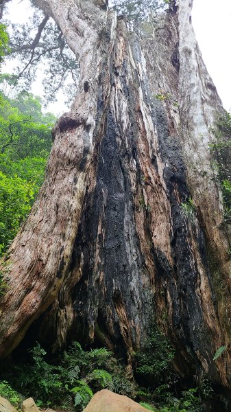 新竹尖石-內鳥嘴山2651369