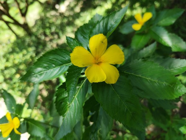 大安森林公園、港墘公園、文德三號公園【走路趣尋寶】【臺北健走趣】2549687