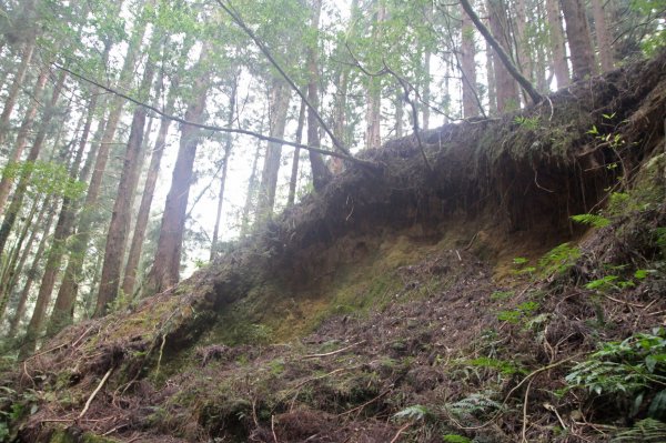 用心「手」護特富野古道的人們1308383