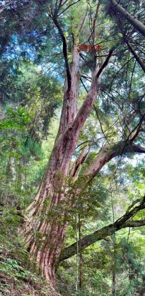 觀霧-檜山巨木群步道2925571
