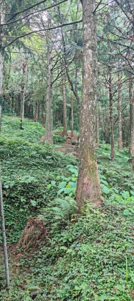 東眼山國家森林遊樂區2522647