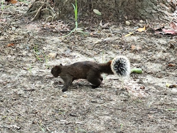 《大安森林公園》【走路趣尋寶】【臺北健走趣】2567444