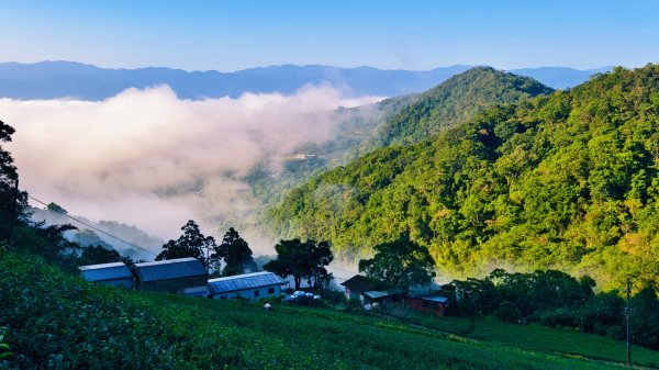 雲山水花鳥蝶-天龍國阿伯的日常 #艷紅鹿子百合 #大鳳蝶 #玉帶鳳蝶2863916