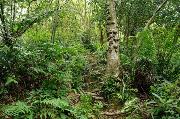 臺北 文山 指南山、猴山岳、魚衡山、大前坑山、猴山坑山、祥光寺後山、金頭山2774963