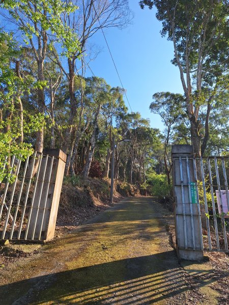 八角崠山+協雲宮櫻花步道202502152712848