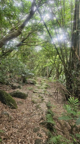 20250719遠景古道-雞母嶺古道(雞母嶺街-三叉港-土地公嶺山-雙澳崙)2841151