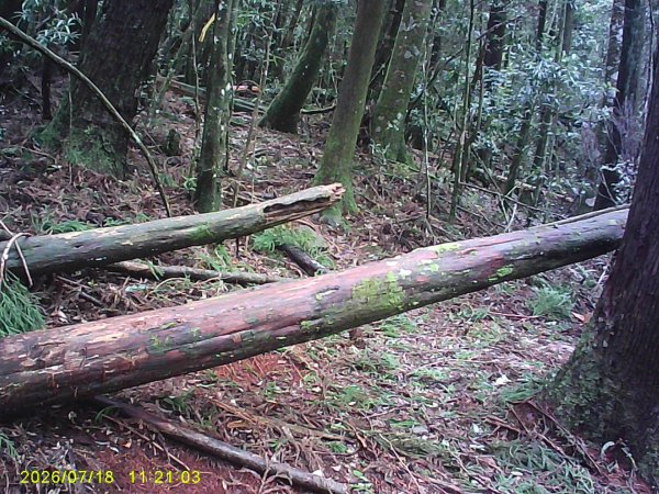 大雪山林道橫嶺山步道、橫嶺山、沙蓮山、笛吹山O繞3090406