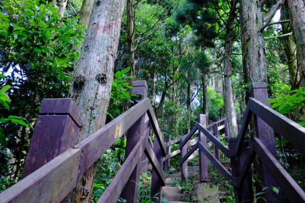 五峰天際線 10-2 五指山1010292