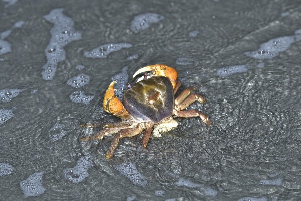 【保育】壽山海洋性陸蟹繁殖季節 自管處呼籲民眾共同守護