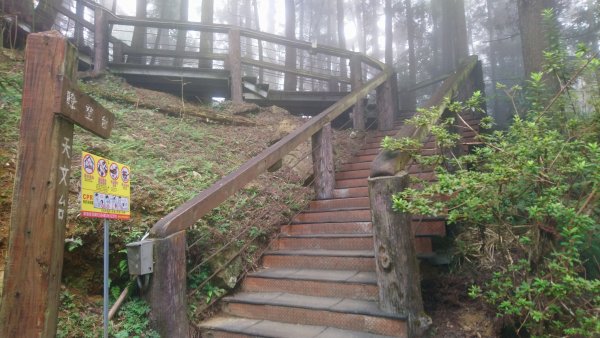 溪頭天文台登山步道、神木步道1523937