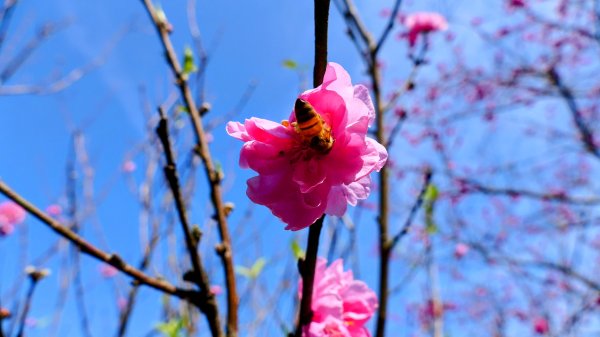 《踏莎行・貓空魯冰花》2710659