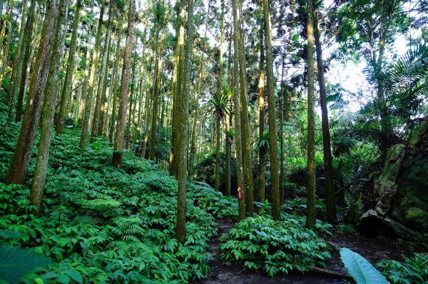 苗栗 南庄 光天高山、向天湖山3073676