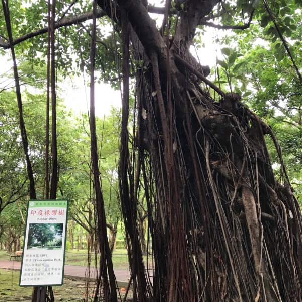 大穀東尋寶趣～《都市之肺》2245702