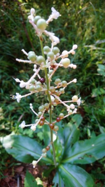 貴妃山、那結山O走1478364