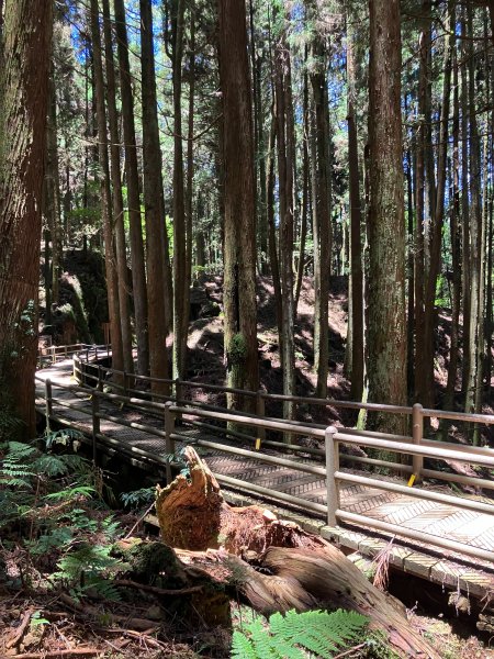 特富野古道(自忠).投信義-嘉阿里山2579426