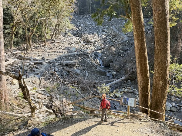 司馬庫斯巨木步道+櫻花祭202602193009436