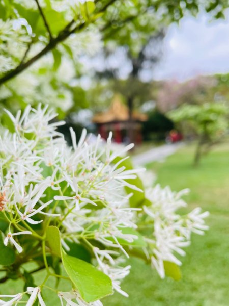 如夢似幻的四月雪-龍潭石管局-流蘇花盛開中2748606