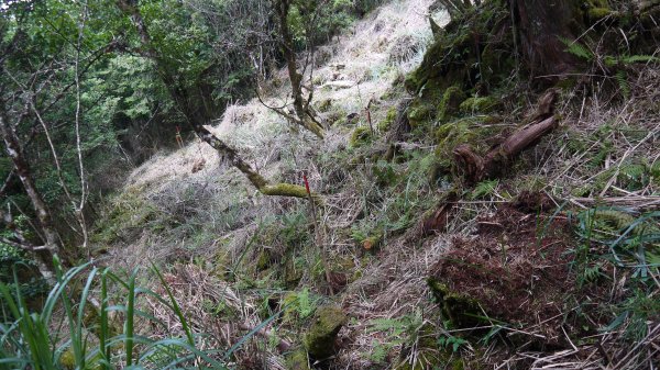 三星山登山健行趣(小百岳85號)1800706