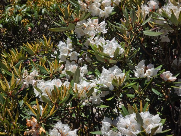 鳶嘴山杜鵑盛開2770231