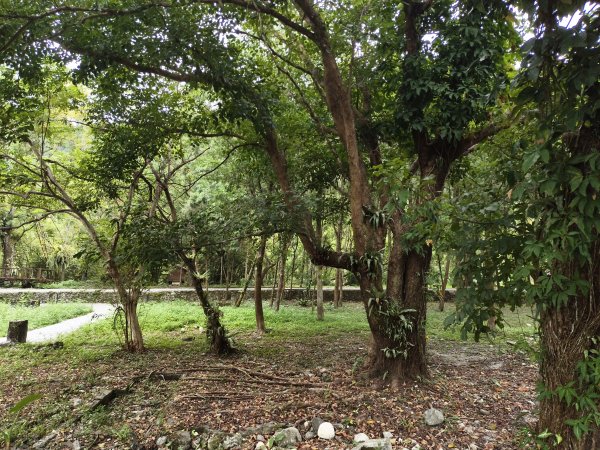 [漫遊縱谷 愛在花東-08/10] 2025_1012 林田山林業文化園區步道2913527