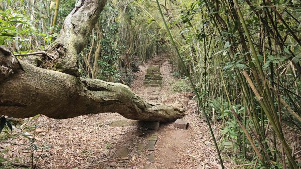 20260220大慈寺參拜道-四十基石-中正山-中正山東南峰3002842