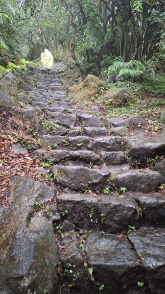 20251019 苗圃-七星山-小油坑2921122