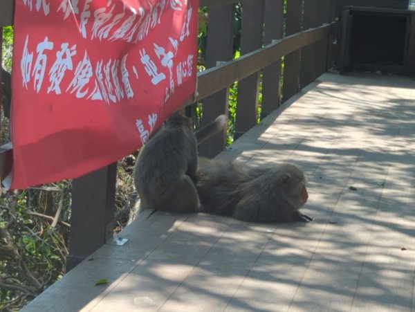 2025.03.25－壽山健走2746386