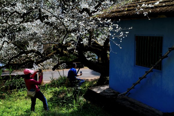 【南投~信義 】牛稠坑賞梅1254946