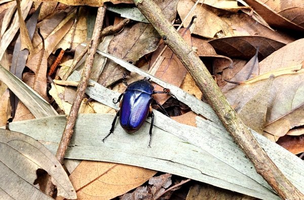 【中級山】有熊森林，谷關三雌白冷山2741091