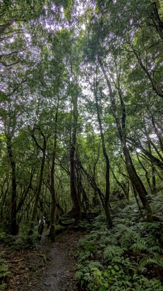 鎮西堡巨木步道群 (B區)2861215