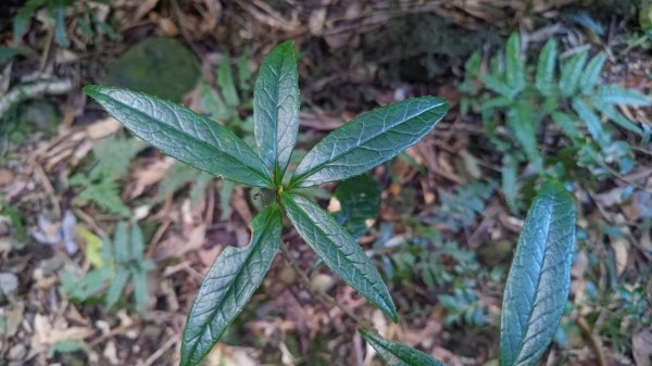北坑山大板根東洗水山盡尾山東北峰2701682