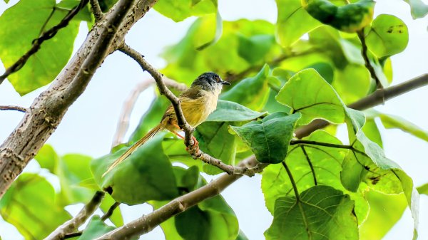 《臨江仙。黃花風鈴木》2735412